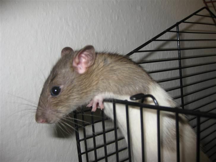 Tamrotte Valentin - Velkommen til Valentins profil ! billede 2