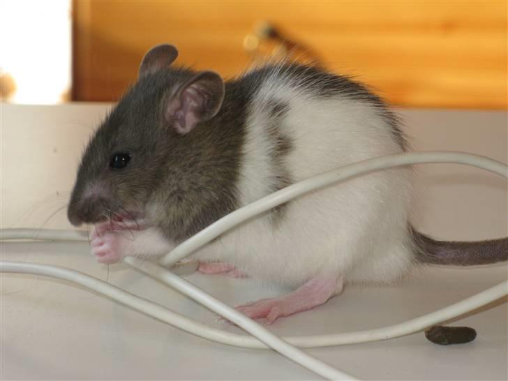 Tamrotte Valentin - Synes det er et kært billede (: billede 3