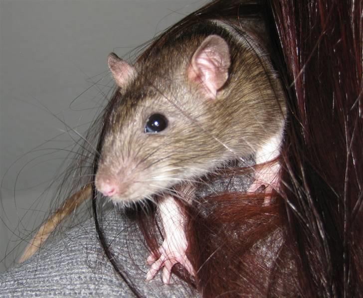 Tamrotte Valentin - Han er da køn ? (: billede 1