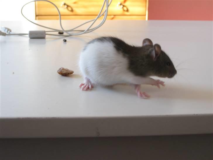 Tamrotte Valentin - Skønne fyr . billede 4