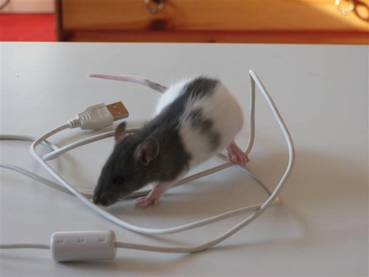 Tamrotte Valentin - Valentin er glad for ledninger ? xD billede 12