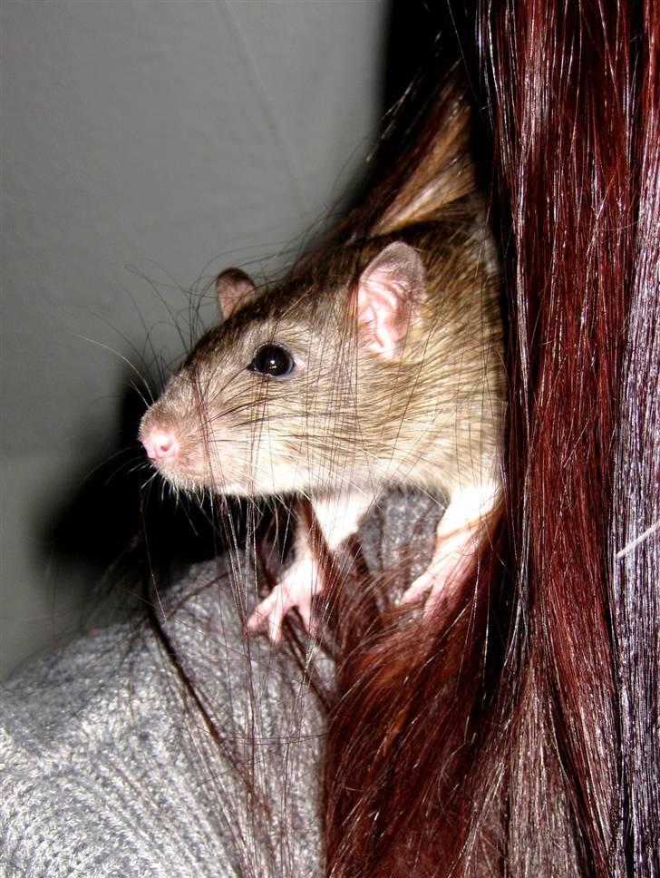 Tamrotte Valentin - Nysgerrige dreng . billede 5