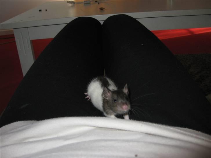 Tamrotte Valentin - Sidder lige i mit skød :D billede 6