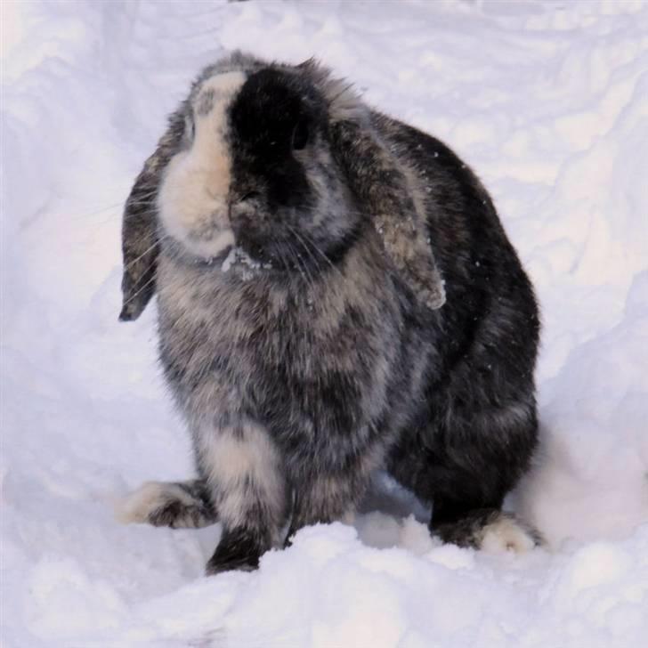 Kanin Lamborghini Diablo billede 1