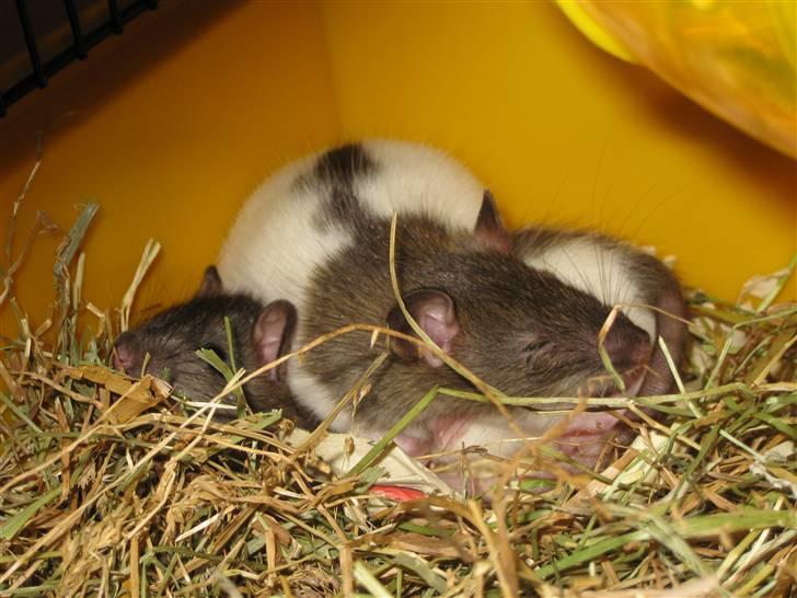 Tamrotte Valentin - Valentin og Jesse (: billede 7