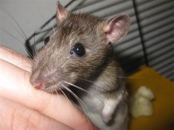 Tamrotte Valentin - Tæt på :D billede 8