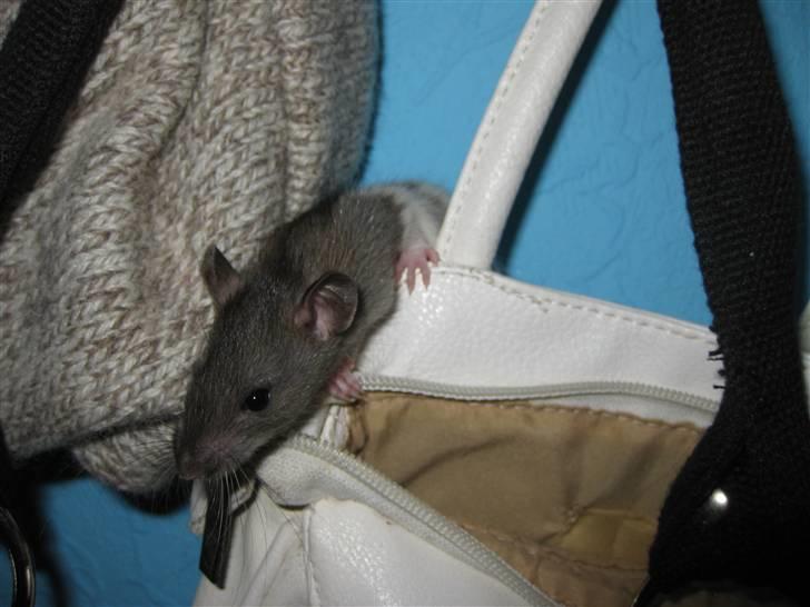 Tamrotte Valentin - Tit tit (: billede 9