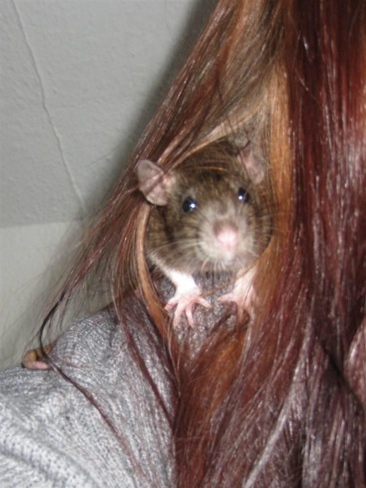 Tamrotte Valentin - Kuk kuk ! billede 10