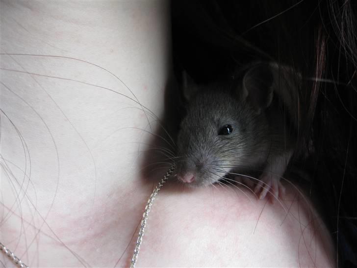 Tamrotte Valentin - Han er ikke sååå glad for kameraet (: billede 11