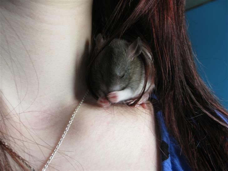 Tamrotte Valentin - Han gemmer sig altid der (: billede 13