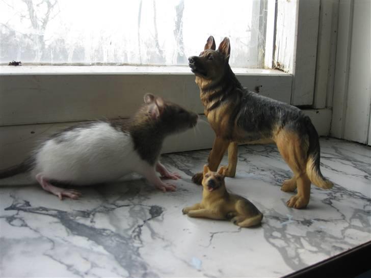 Tamrotte Valentin - " Hej ! Hvad er du for en ? " billede 16