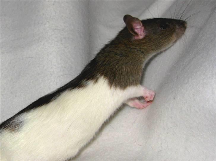 Tamrotte Valentin - Så kan man rigtig se hvor lang og småtyk han er ;) billede 17