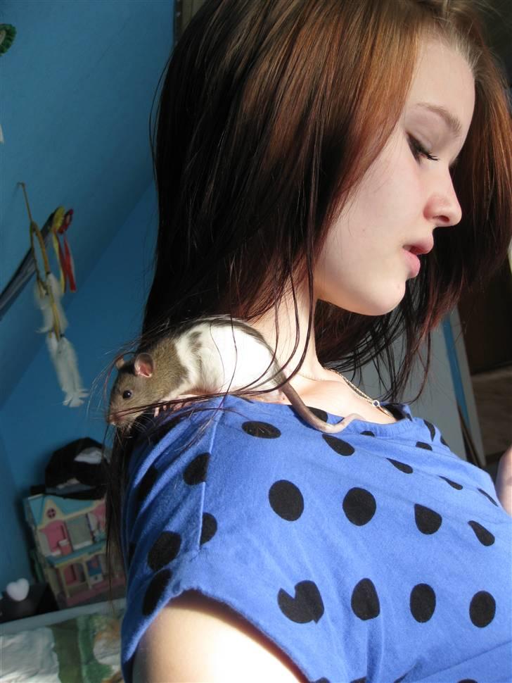 Tamrotte Valentin - Smukke hankøn . billede 18