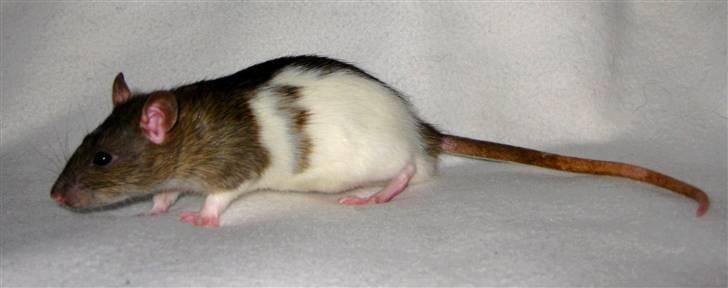 Tamrotte Valentin - Valentin (: billede 19