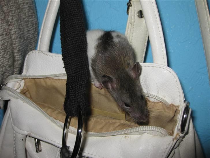 Tamrotte Valentin - Spændende taske (: billede 15