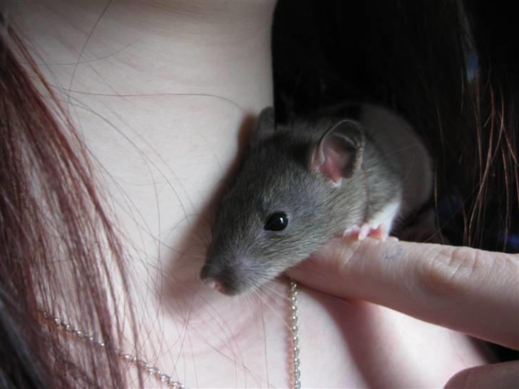 Tamrotte Jesse - Han er så sød . billede 11