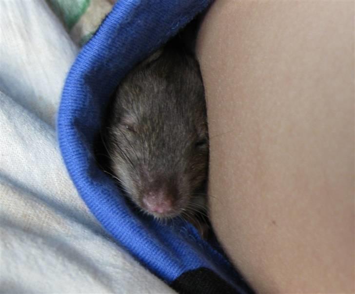 Tamrotte Jesse - Han ELSKER at putte i mine ærmer ! Også selvom det er t-shirt :D billede 12