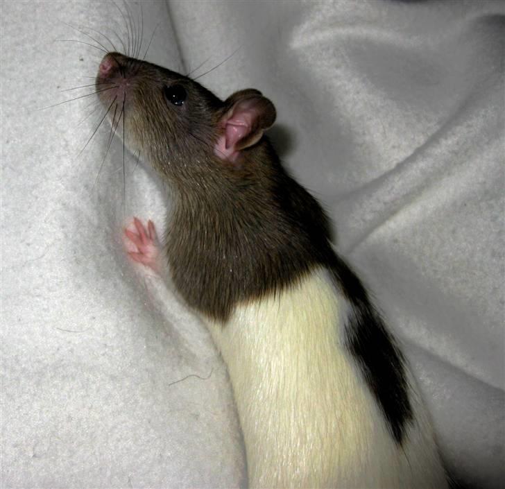 Tamrotte Jesse billede 1