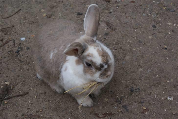 Kanin | † Ziggy's Liv R.I.P. - Liv med hø i munden.. billede 18