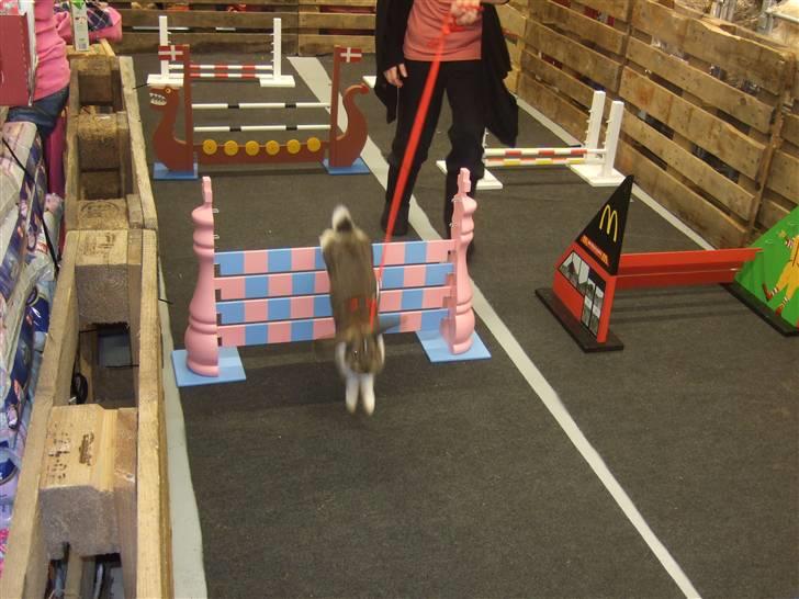 Kanin Roses Skipper billede 17