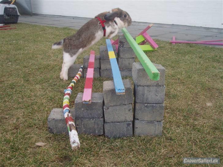 Kanin Roses Skipper billede 18