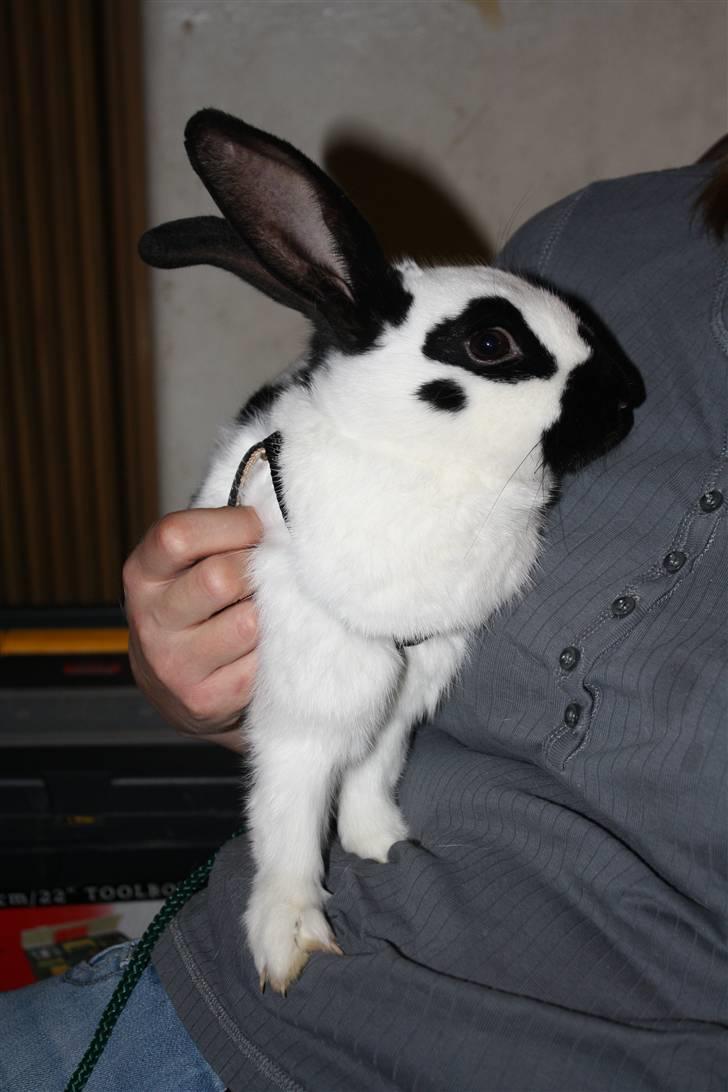 Kanin Team Winther`s Spidermann  <3 R.I.P. billede 3