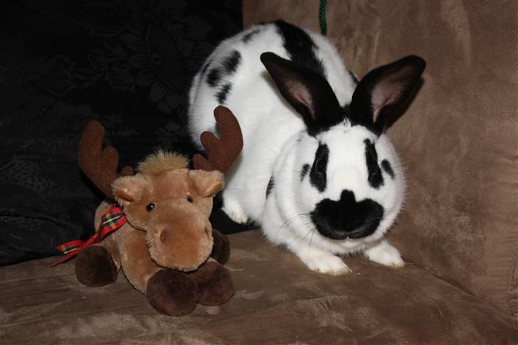 Kanin Team Winther`s Spidermann  <3 R.I.P. billede 4