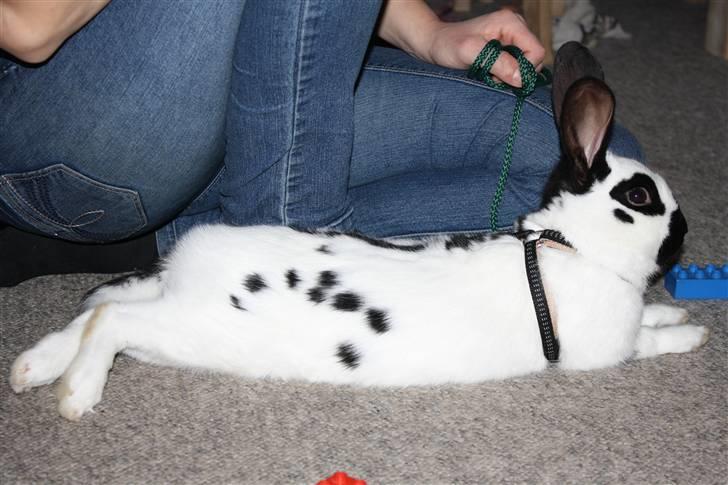 Kanin Team Winther`s Spidermann  <3 R.I.P. billede 5