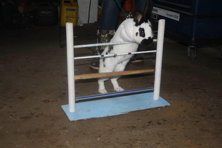 Kanin Team Winther`s Spidermann  <3 R.I.P. - NYT. 15-02-2011 billede 6