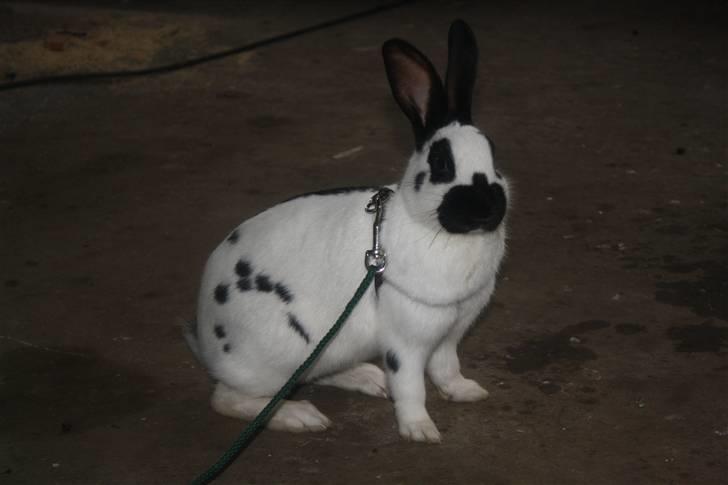 Kanin Team Winther`s Spidermann  <3 R.I.P. - NYT. 15-02-2011 billede 7