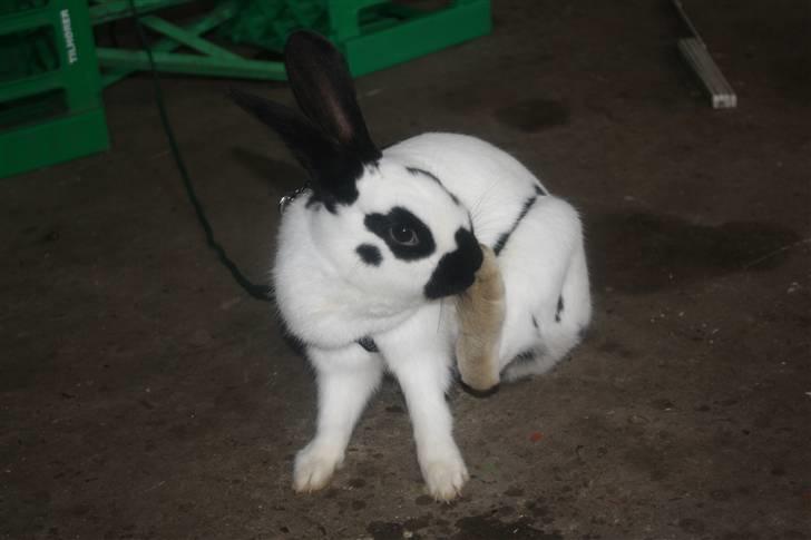 Kanin Team Winther`s Spidermann  <3 R.I.P. - NYT. 15-02-2011 billede 8