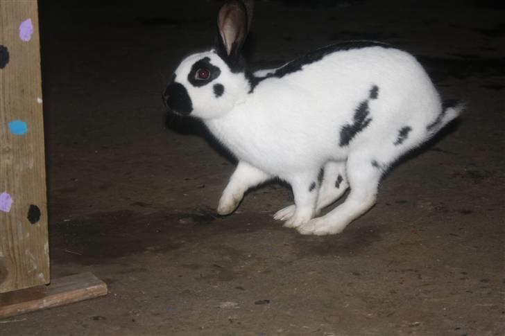 Kanin Team Winther`s Spidermann  <3 R.I.P. - NYT. 15-02-2011 billede 9