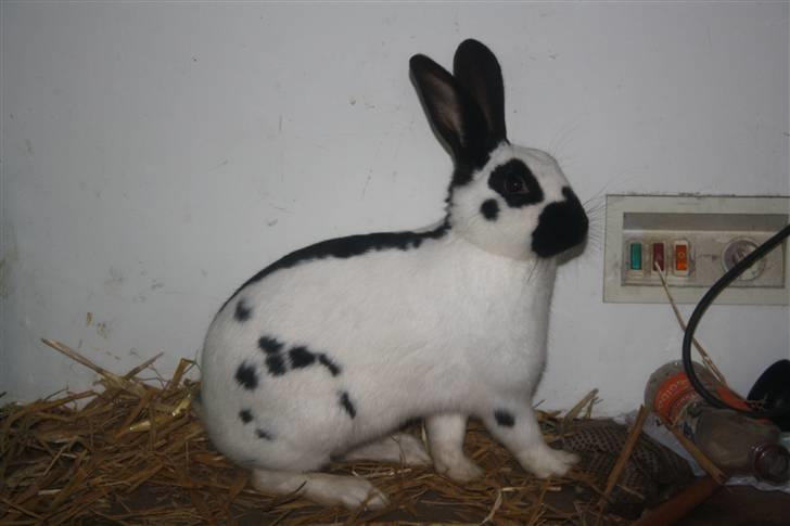 Kanin Team Winther`s Spidermann  <3 R.I.P. - NYT. 15-02-2011 billede 10