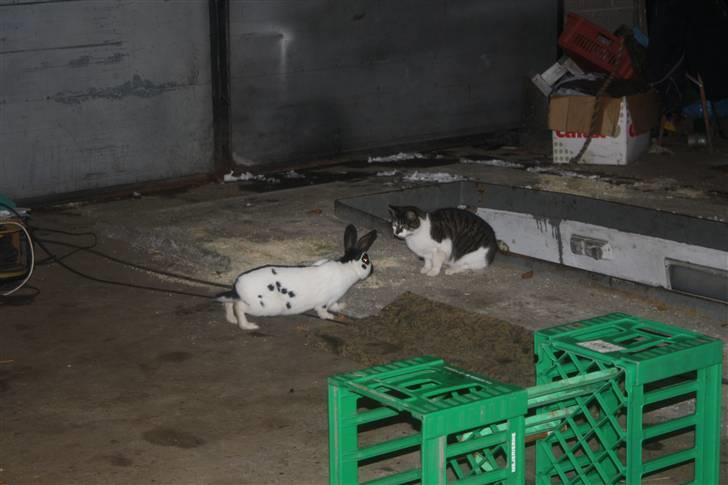 Kanin Team Winther`s Spidermann  <3 R.I.P. - NYT. 15-02-2011 billede 11