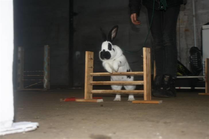 Kanin Team Winther`s Spidermann  <3 R.I.P. - NYT. 15-02-2011 billede 12