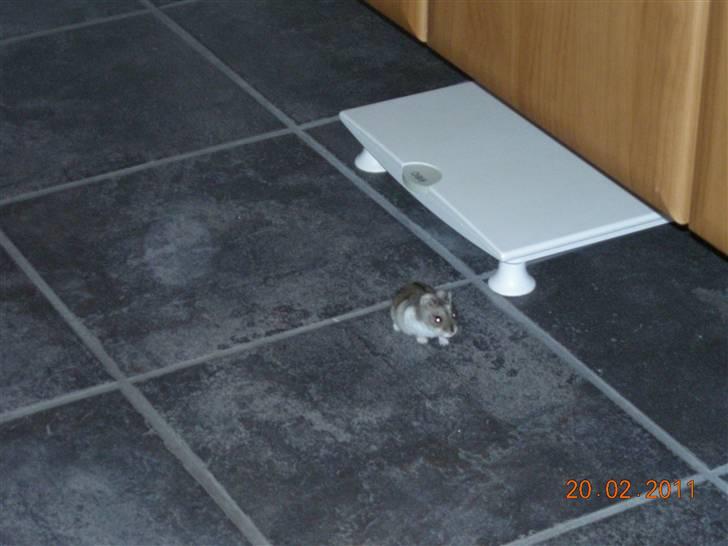 Dværghamster sille<333;) billede 1