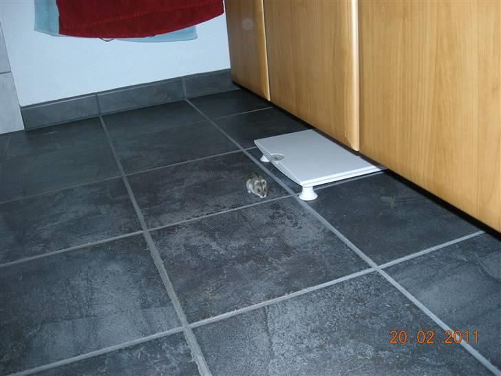 Dværghamster sille<333;) billede 2