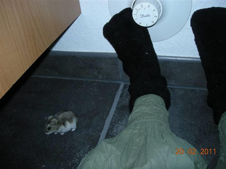 Dværghamster sille<333;) billede 3