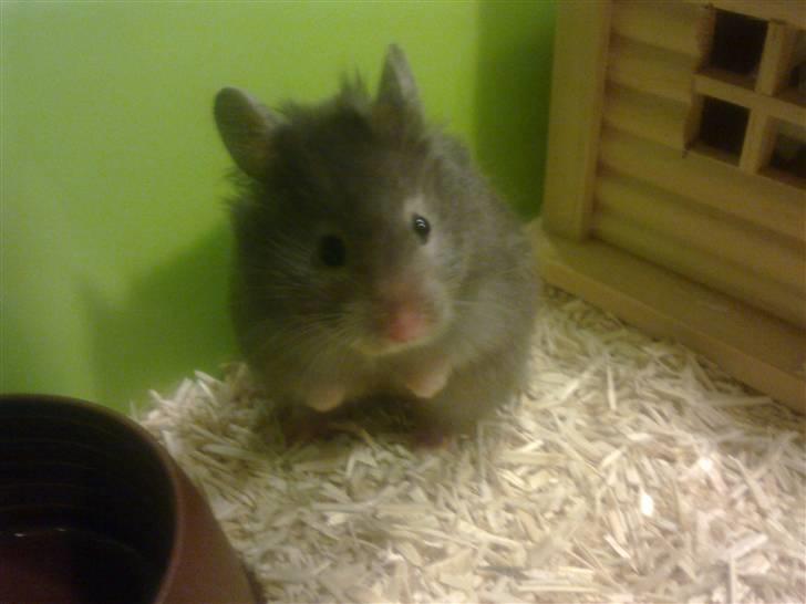 Hamster Alma - Alma billede 1