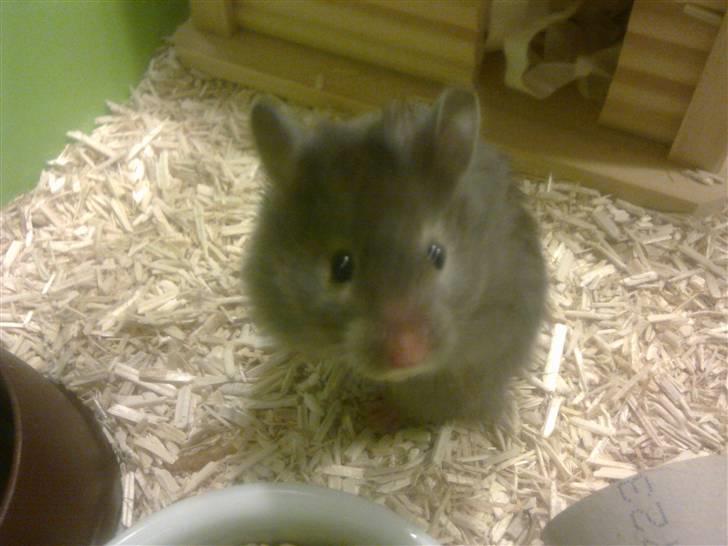 Hamster Alma - Lige kommet hjem fra dyrhandleren billede 2