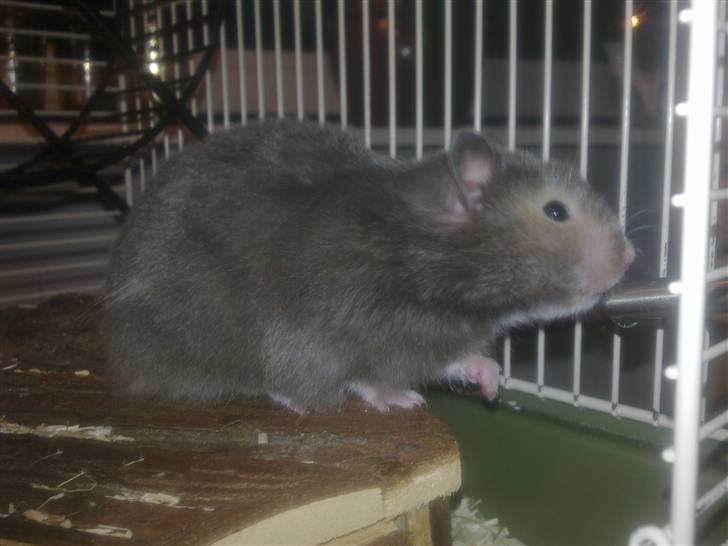 Hamster Alma - Hun elsker sin vandflaske billede 3