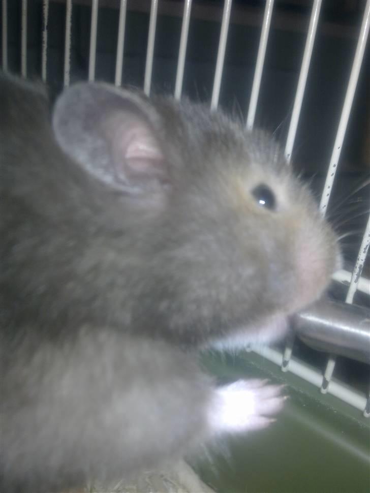 Hamster Alma - Vand, vand, vand billede 4