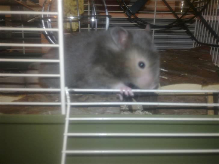 Hamster Alma - Skal vi lige se hva der sker ovre ved lågen billede 5
