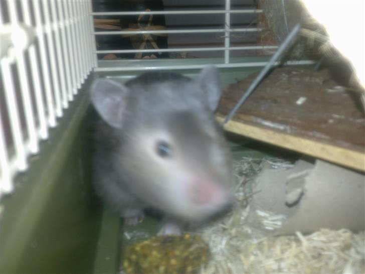 Hamster Alma - Kan mobilen spises? Vi tjekker lige billede 6