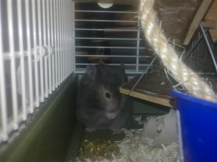 Hamster Alma - Det populære hjørne billede 7