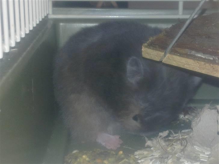 Hamster Alma - Vasketid billede 8