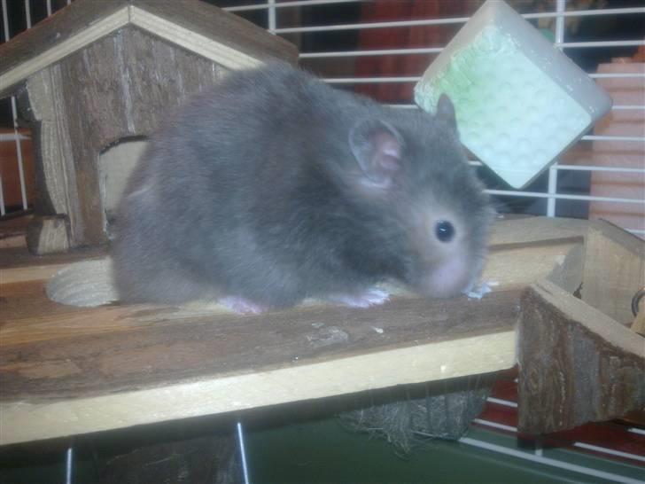 Hamster Alma - Uhmm, der var noget spiseligt billede 9
