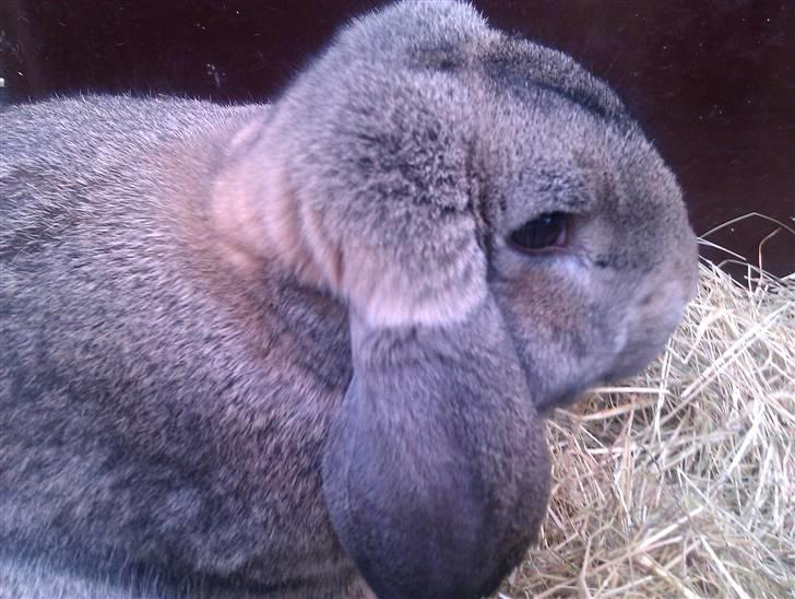 Kanin BENT MIN ØJESTEN  - bent han er vildt grå billede 2