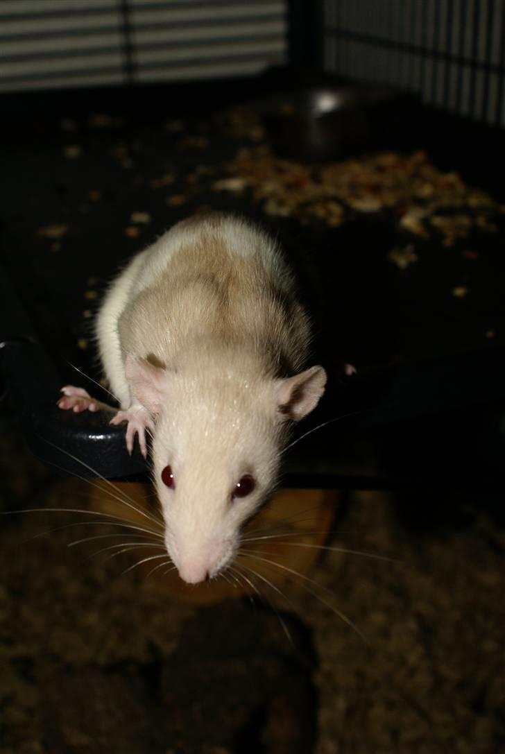 Tamrotte Prima Rats' Tullamore <3 - Velkommen til Tullamore´s profil <3 billede 1