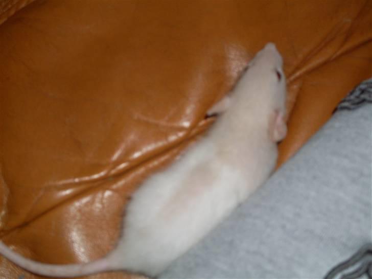 Tamrotte Prima Rats' Tullamore <3 billede 2